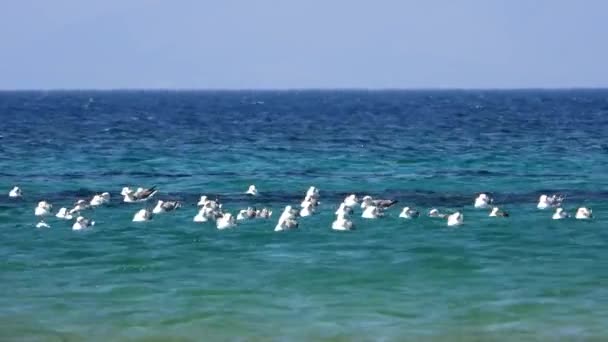 Stádo Racků Sedí Plavat Moře Racek Racek Racek Mořský Laridae — Stock video