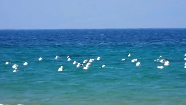 Stádo Racků Sedí Plavat Moře Racek Racek Racek Mořský Laridae — Stock video