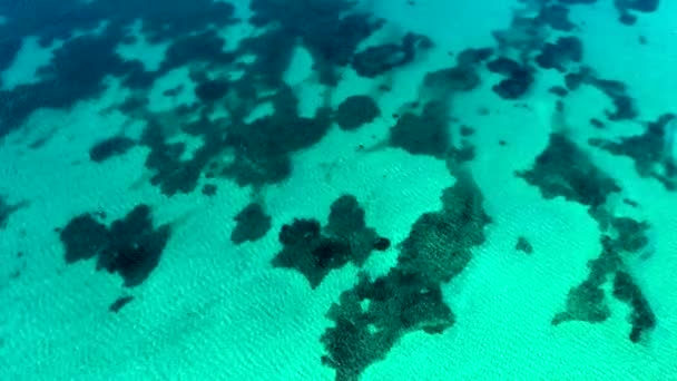 Seaweed Coral Reef Clear Tropical Shallow Sea Floor White Sand — Stock Video