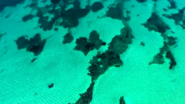 Récif Algues Corail Sur Fond Tropical Clair Peu Profond Avec — Video