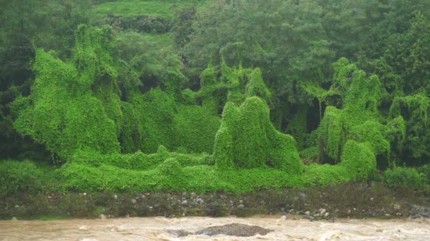 Ivy Täckte Verkliga Djungelträd Och Naturlig Tät Vegetation Tropisk Regnskog — Stockvideo