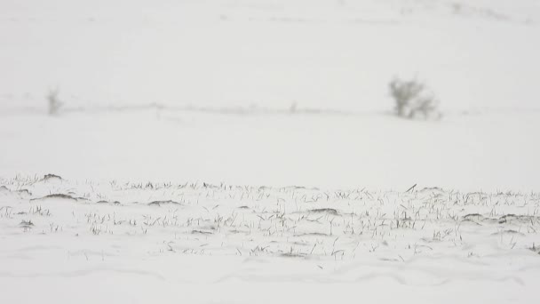 雪吹雪吹雪暴風雪暴風雪雪地上天気緩やかな氷の強い風氷の表面の牧草地草原高原の草原モンゴルシベリア中央アジアロシアカザフスタン — ストック動画