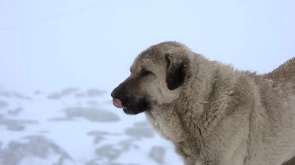Anatolian Shepherd Dog Robuust Grote Kracht Aksaray Malaklisi Centraal Anatolië — Stockvideo