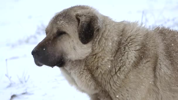 Chien Berger Anatolien Est Robuste Grande Forte Aksaray Malaklisi Anatolie — Video