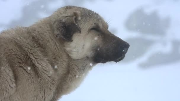 アナトリアシェパード犬は頑丈な大きな強いです Aksaray Malaklisi中央アナトリアシープ犬トルコの強力な筋肉トルコのカラバッシュAkbash黒頭カンガル雪動物寒い天候冬の嵐の山の雪氷風氷風自然霜4K — ストック動画