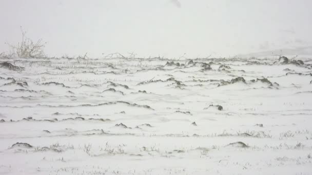 Stagione Invernale Pianura Innevata Senza Alberi Duro Clima Continentale Tempesta — Video Stock