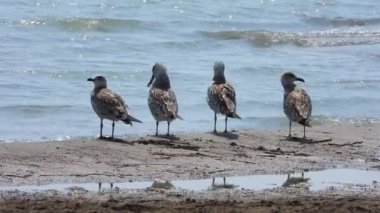 Martılar, Laridae familyasının deniz kuşlarıdır. Gri, beyaz, uzun, kalın gagalı, perdeli, yırtıcı ayaklı, kuşlu, kuşbilimci, kumsal kuşları, kumlu, deniz kuşları, doğal yaşam alanı, deniz kuşları.