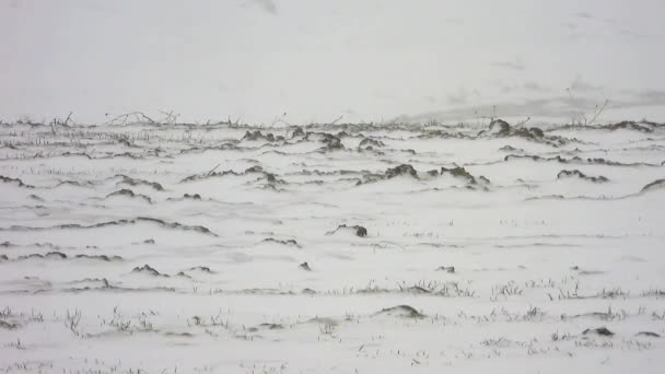 Sert Kıta Ikliminde Ağaçsız Kar Mevsimi Kar Fırtınalı Kar Fırtınası — Stok video