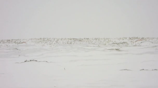 雪吹雪吹雪暴風雪暴風雪雪地上天気緩やかな氷の強い風氷の表面の牧草地草原高原の草原モンゴルシベリア中央アジアロシアカザフスタン — ストック動画