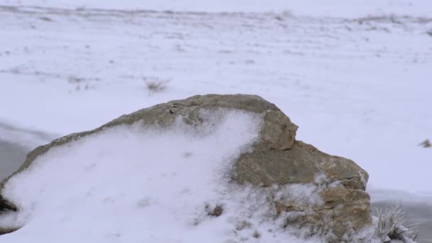 Sněhové Vrstvy Hromadí Skále Tvrdé Bouřlivé Chladné Počasí Zimě Padající — Stock video