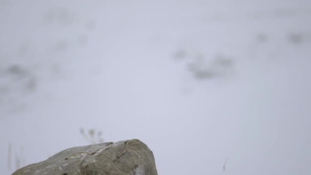 Capas Nieve Que Acumulan Roca Duro Clima Frío Tormentoso Invierno — Vídeo de stock