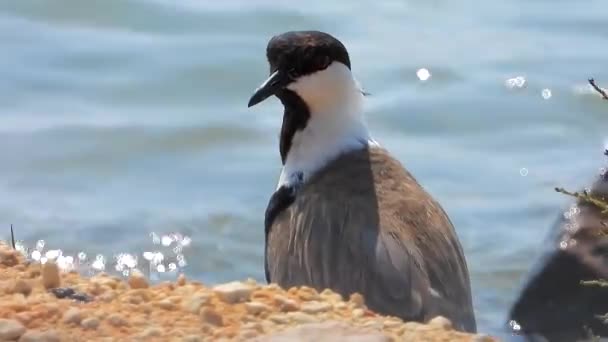 Lapwing Bird Water Nature Lake Mere Lough Wetland Pond Water — Stock video