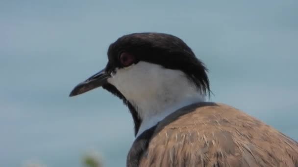 Lapwing Bird Water Nature Lake Mere Lough Wetland Pond Water — Vídeo de Stock