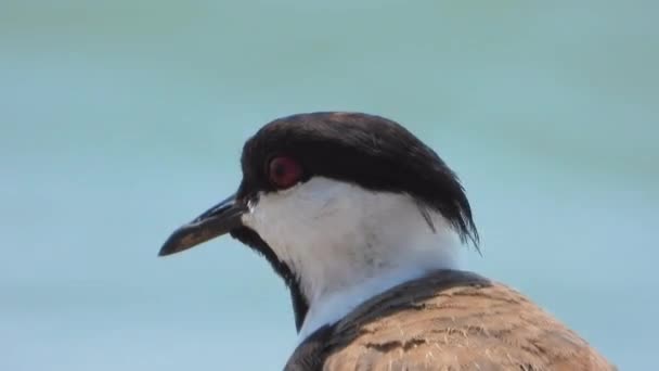 湖の水だけで緑豊かな湿地池の湖湖畔の水辺沿岸の自然映画の映像鳥動物野生生物鳥類鳥類学ドキュメンタリーテレズーム北の白い頭をしたVanellusは単独で4Kを持ち上げる — ストック動画