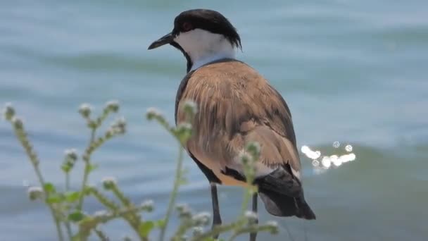 湖の水だけで緑豊かな湿地池の湖湖畔の水辺沿岸の自然映画の映像鳥動物野生生物鳥類鳥類学ドキュメンタリーテレズーム北の白い頭をしたVanellusは単独で4Kを持ち上げる — ストック動画