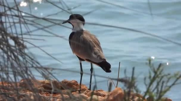 Kiebitz Vogel Wasser Natursee Bloße Lough Feuchtgebiet Teich Wasser Seeufer — Stockvideo