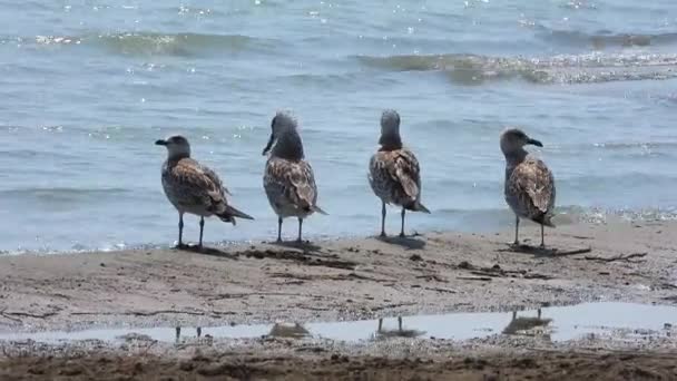 Gulls Racci Jsou Mořští Ptáci Čeledi Laridae Podřádu Lari Grey — Stock video