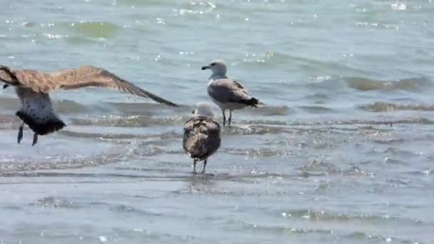 Gulls Racci Jsou Mořští Ptáci Čeledi Laridae Podřádu Lari Grey — Stock video