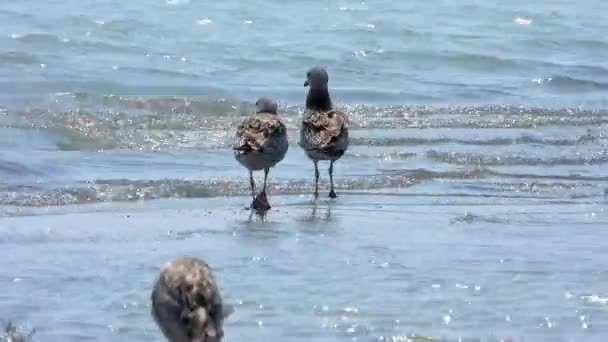갈매기 Gull Seagulls Seabirds Seabirds Family Laridae Suborder Lari Grey — 비디오