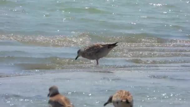 Gulls Racci Jsou Mořští Ptáci Čeledi Laridae Podřádu Lari Grey — Stock video