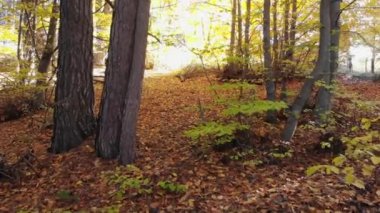 Doğal sonbahar ormanlarında sarı kuru yapraklar. Yaprak rengi doğal yeşil yaprakları etkileyen bir fenomendir. Doğal yeşil yaprakları etkileyen bir fenomendir.