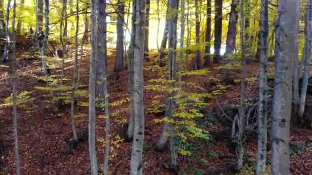 Hojas Amarillas Secas Bosque Natural Otoño Color Las Hojas Otoño — Vídeos de Stock