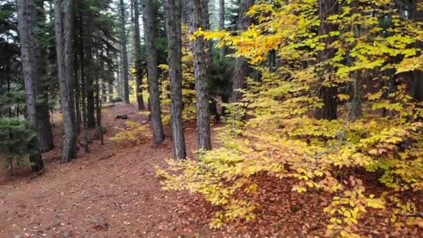 Żółte Suche Liście Naturalnym Jesiennym Lasieniu Jesienny Kolor Liści Jest — Wideo stockowe