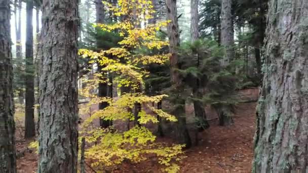 Жовте Сухе Листя Природному Осінньому Лісі Осінній Колір Листя Явище — стокове відео