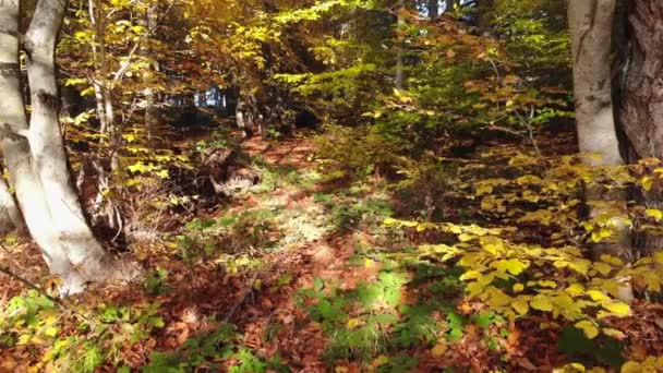 Geel Droog Bladeren Natuurlijke Herfst Bos Herfst Blad Kleur Een — Stockvideo