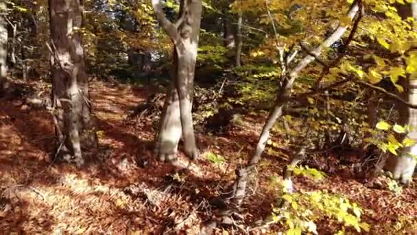 Folhas Secas Amarelas Floresta Natural Outono Cor Folha Outono Fenômeno — Vídeo de Stock