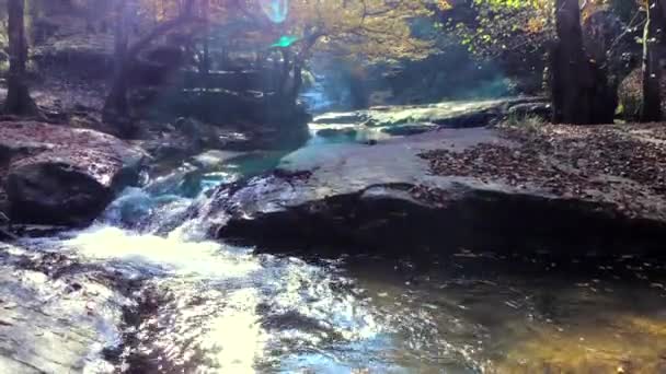 Feuilles Jaunes Arbres Secs Sur Ruisseau Dans Forêt Automne Couleur — Video