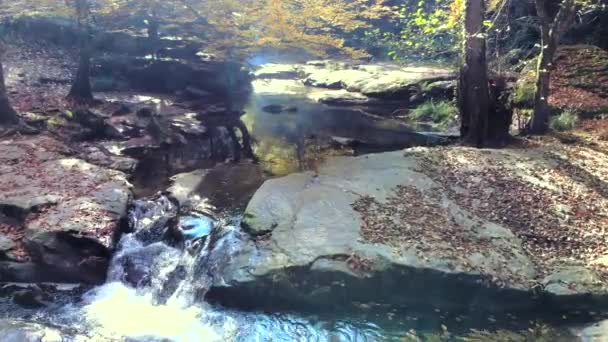 Feuilles Jaunes Arbres Secs Sur Ruisseau Dans Forêt Automne Couleur — Video