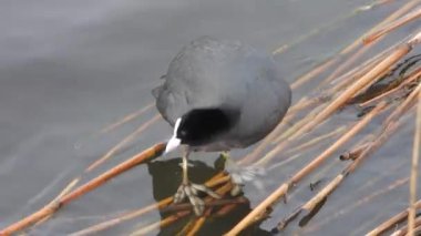 Su yüzeyindeki sazlıklara tünemiş siyah Avrasya ördek kuşu. Fulica atra, diğer bir deyişle Avustralya yaban ördeği, Rallidae familyasının bir üyesidir. 4K slaty-black vak-vak hayvan vahşi hayvanlar