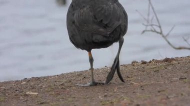 Karada yürüyen büyük ayaklı siyah Avrasya Kuğu Kuşu. Fulica atra, yaygın olarak bilinen adıyla Avustralya yaban ördeği, Rallida.foot leg wild life lage sea cinematic lakeside lakeshore üyesidir. 
