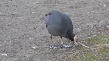 Karada yürüyen büyük ayaklı siyah Avrasya Kuğu Kuşu. Fulica atra, yaygın olarak bilinen adıyla Avustralya yaban ördeği, Rallida.foot leg wild life lage sea cinematic lakeside lakeshore üyesidir. 