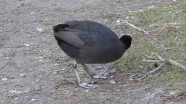 Karada yürüyen büyük ayaklı siyah Avrasya Kuğu Kuşu. Fulica atra, yaygın olarak bilinen adıyla Avustralya yaban ördeği, Rallida.foot leg wild life lage sea cinematic lakeside lakeshore üyesidir. 
