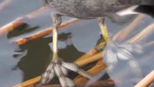 Canard Noir Eurasien Perche Sur Les Roseaux Surface Eau Fulica — Video