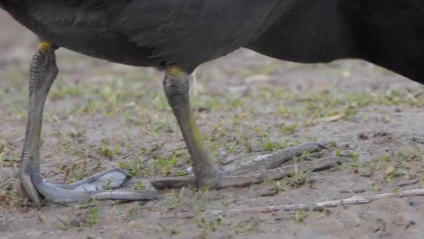 Big Footed Zwarte Euraziatische Voet Watervogels Lopen Het Land Fulica — Stockvideo