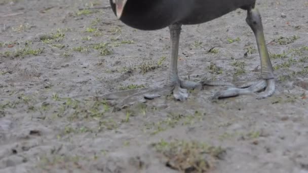 Burung Hantu Air Berkaki Besar Eurasia Coot Hitam Berjalan Daratan — Stok Video