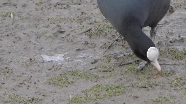 Duże Stopy Czarny Eurazjatycki Coot Wodny Ptactwo Chodzenie Lądzie Fulica — Wideo stockowe