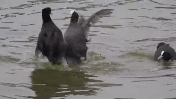 湖で泳いでいる間に戦う水鳥ユーラシアクート鳥攻撃動物野生動物の自然と戦う2人の男性女性 フリカ アトラは 一般的なクート またはオーストラリアのクートとしても知られており 鉄道Rallidaeのメンバーです スレートブラックボディの4Kです — ストック動画