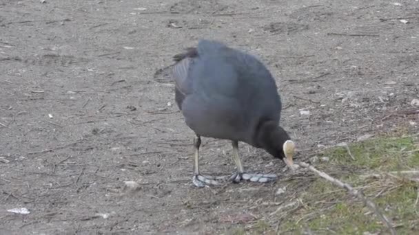 Big Noha Černá Eurasian Coot Vodní Ptactvo Chůze Pevnině Fulica — Stock video