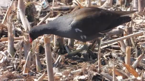 Ein Gemeines Moorhuhn Wasserhuhn Sumpfhuhn Vogel Allein Einem Feuchtgebiet Gallinula — Stockvideo