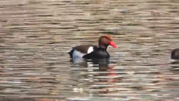 Pato Cresta Roja Pájaro Nadan Superficie Del Agua Del Lago — Vídeos de Stock