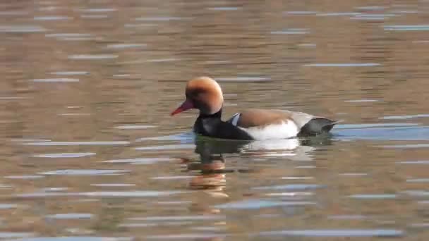 Red Crested Pochard Pato Pássaro Nadar Superfície Água Lago Netta — Vídeo de Stock