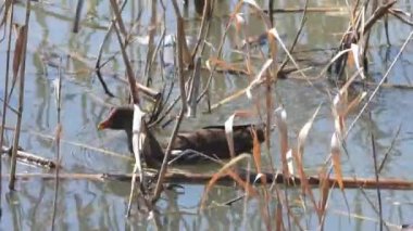 Bataklık tavuğu, su tavuğu, bataklıkta tek başına bataklık tavuğu. Gallinula kloropus Rallidae su tavuğu suyu sazlığı bataklık bataklığı bataklığı bataklığı bataklığı bataklığı bataklığı bataklığı vahşi hayvan kuşları kuş kanatlı gaga tele zoom belgeseli 4K