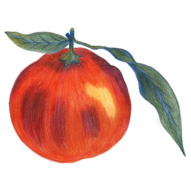 Noel portakalı mandalinası beyaz arka planda izole edilmiş. Kış tatili konsepti. El çizimi kalem çizimi.