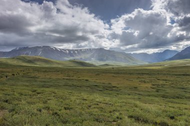 Oroy geçidinde. Altai Dağı. Sibirya 'da. Rusya