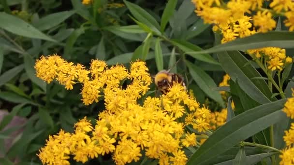 Abejorro Trepando Sobre Dulce Flor Amarilla Buscando Néctar Insectos Vida — Vídeos de Stock