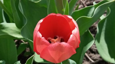 Lalelerden oluşan bir çiçek tarhı. Lale filizleri. Genç bahar bitkileri, tomurcuklar